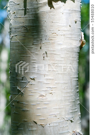 Birch tree trunk on summer close-up background 55488010