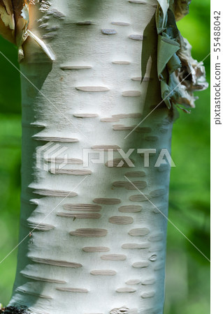 Fragment of birch tree trunk close-up on summer Fragment of birch tree trunk close-up on summer 55488042