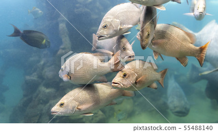 Red Snapper fish school in the tropical sea Red Snapper fish school in the tropical sea 55488140