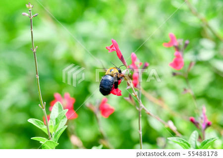木匠蜂 55488178