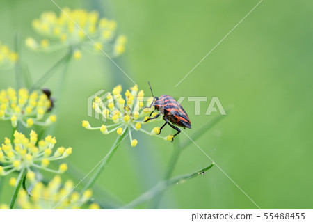 Akushushi Bamboo 55488455
