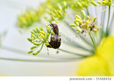 Akushushi Bamboo Akushushi Bamboo 55488458