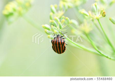 Akushushi Bamboo Akushushi Bamboo 55488460