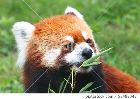 Face of less panda 55489348