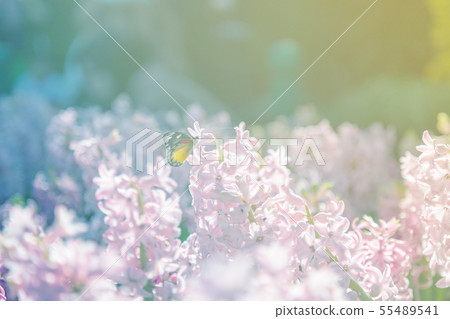 hyacinth, butterfly, garden, nature, flower, pink, hyacinth, butterfly, garden, nature, flower, pink, 55489541