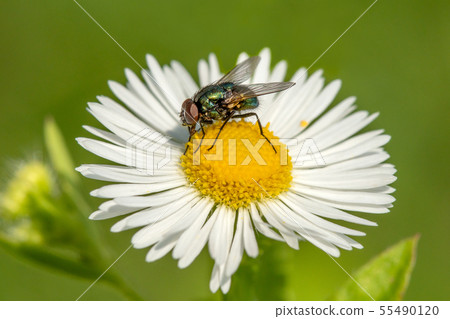 Fly sitting on a chamomile flower Fly sitting on a chamomile flower 55490120