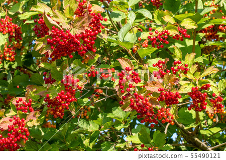 Bunches of red berries of a Guelder rose Bunches of red berries of a Guelder rose 55490121