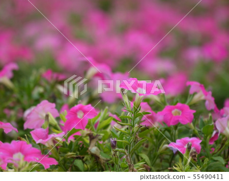 Petunia pink 15 Petunia pink 15 55490411