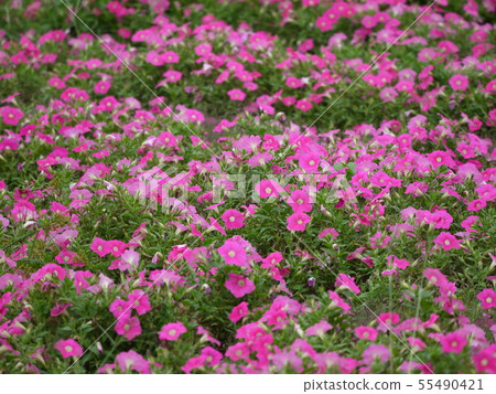 Petunia pink 25 Petunia pink 25 55490421