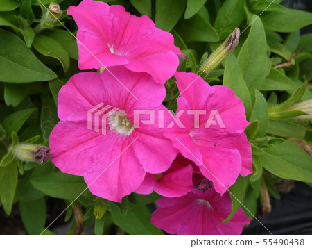 Petunia pink 36 Petunia pink 36 55490438