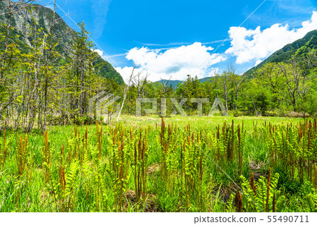 “長野縣”新鮮的綠色Kamikochi，Takezawa濕地 55490711
