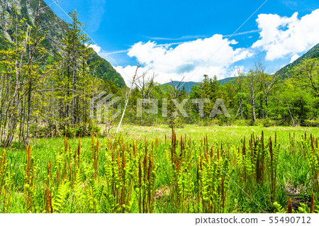 “長野縣”新鮮的綠色Kamikochi，Takezawa濕地 55490712