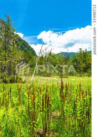 “長野縣”新鮮的綠色Kamikochi，Takezawa濕地 55490713