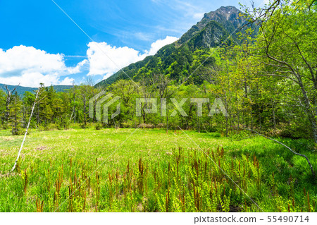 “長野縣”新鮮的綠色Kamikochi，Takezawa濕地 55490714