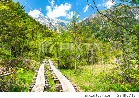 “長野縣”新鮮的綠色Kamikochi，Takezawa濕地 55490715