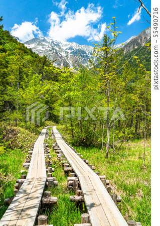 “長野縣”新鮮的綠色Kamikochi,Takezawa濕地 “長野縣”新鮮的綠色Kamikochi,Takezawa濕地 55490716