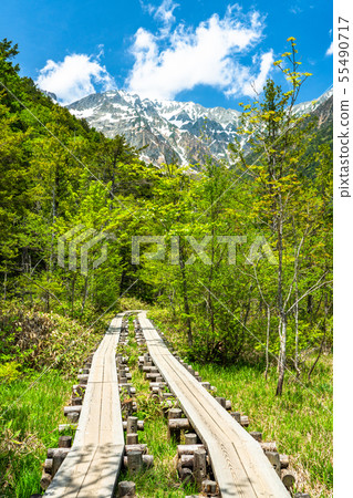 “長野縣”新鮮的綠色Kamikochi，Takezawa濕地 55490717