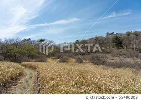 Kanuma City, Tochigi Prefecture Yokone Plateau Well Wetland (May) Kanuma City, Tochigi Prefecture Yokone Plateau Well Wetland (May) 55490809