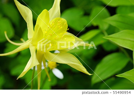 檸檬黃很美 檸檬黃很美 55490954