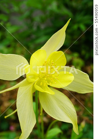 檸檬黃很美 檸檬黃很美 55490959