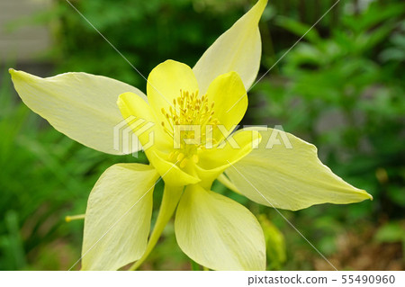 檸檬黃很美 55490960