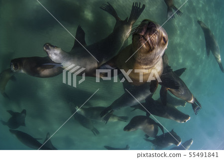 Sea lion,Female,Otaria flavescens, Patagonia 55491841