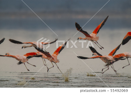 Flamingo in flight. 55492069