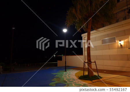 Palm tree 55492167