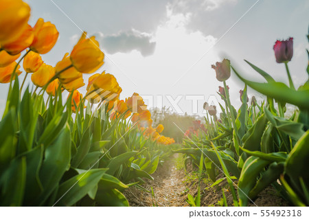tulips field agriculture holland 55492318