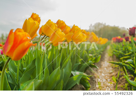 tulips field agriculture holland 55492326