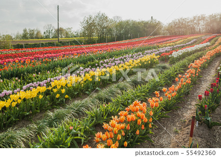 tulips field agriculture holland 55492360