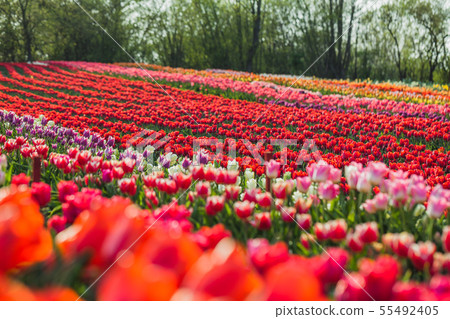 tulips field agriculture holland 55492405