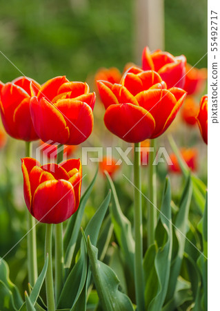 tulips field agriculture holland 55492717