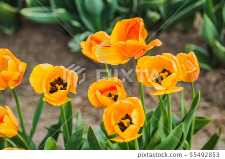 tulips field agriculture holland 55492853