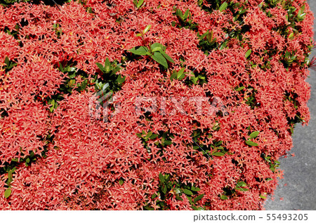 Kobano Sandangka 55493205