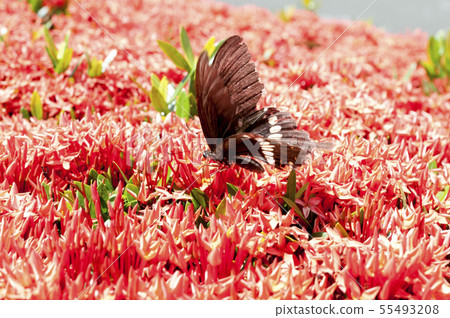 Kobano Sandanka和白尾牡丹 55493208