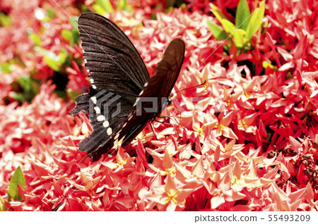 Kobano Sandanka和白尾牡丹 55493209