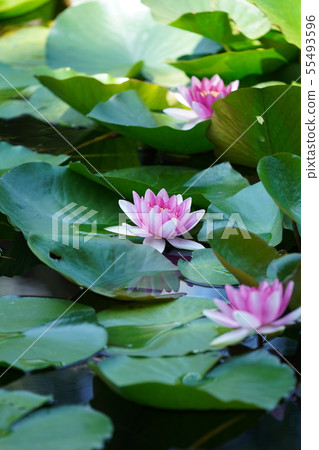 Water lily 55493596