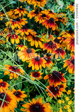 summer flowers in the garden summer flowers in the garden 55494690