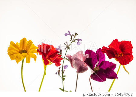 flower isolated on the white background flower isolated on the white background 55494762