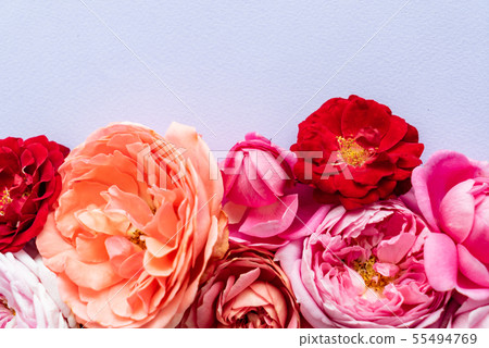 nice fresh roses 55494769