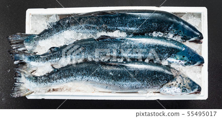 raw salmon fish on the ice raw salmon fish on the ice 55495017