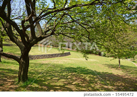 港北區,橫濱市日吉公園 港北區,橫濱市日吉公園 55495472
