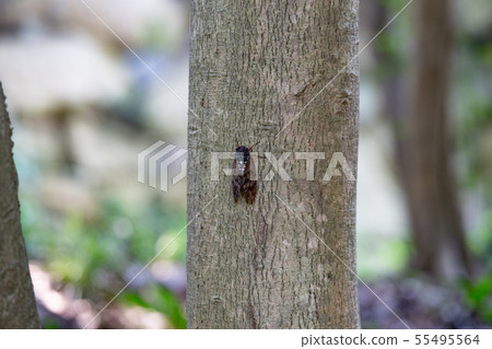 Brown cicada Brown cicada 55495564