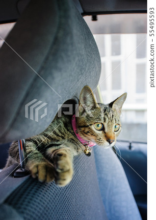 Relaxing in the car Relaxing in the car 55495593