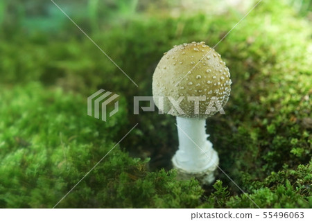 鵝膏菌的真菌 55496063