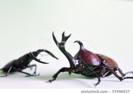 Stag saw sawtooth stag insect green background green back 55496837