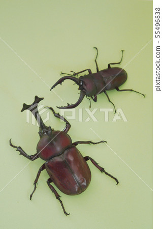 Stag beetle beetle sawworm stag insect green background green back life summer summer vacation season Japan 55496838