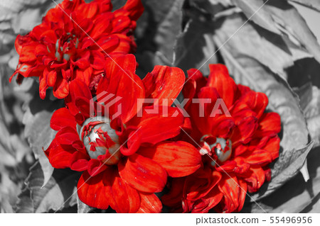 dahlia dahlia 55496956