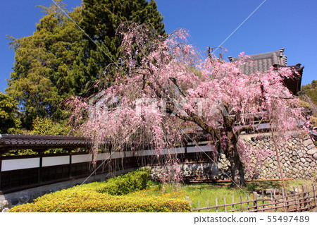 Shrimp of the Temple of the Temple of God, which will be in full bloom soon (6) 55497489